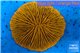 Fungia gold 4-6 cm WYSIWYG acclimaté
