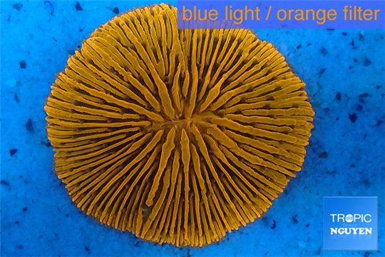 Fungia gold 4-6 cm WYSIWYG acclimaté