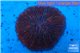 Fungia red pink 4-6 cm WYSIWYG acclimaté