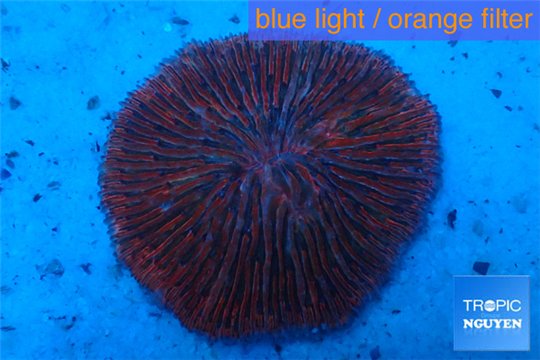 Fungia red pink 4-6 cm WYSIWYG acclimaté