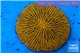 Fungia gold 4-6 cm WYSIWYG acclimaté
