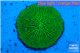 Fungia green 3-6 cm WYSIWYG acclimaté