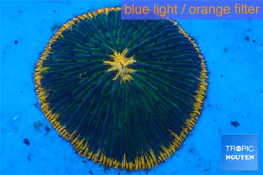 Fungia sunrise 4-6 cm WYSIWYG acclimaté