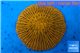 Fungia gold 4-6 cm WYSIWYG acclimaté