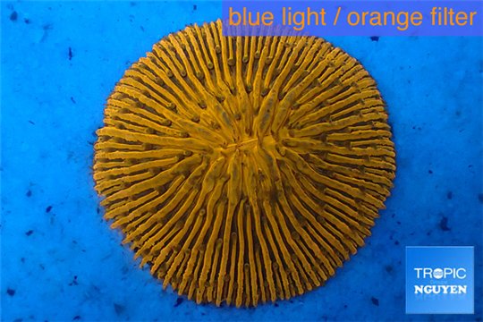 Fungia gold 4-6 cm WYSIWYG acclimaté