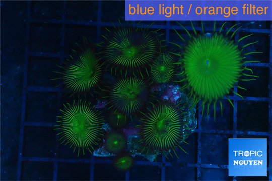 Palythoa neon green 3-5 cm WYSIWYG acclimaté