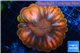 Cynarina red blue 4-7 cm WYSIWYG acclimaté
