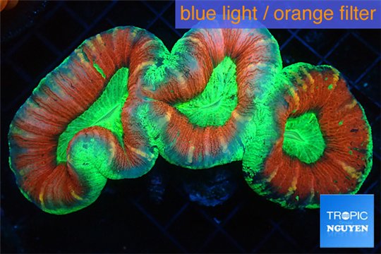 Trachyphyllia red green premium 5-8 cm WYSIWYG acclimaté