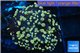 Euphyllia paradivisa orange 3-6 cm WYSIWYG acclimaté