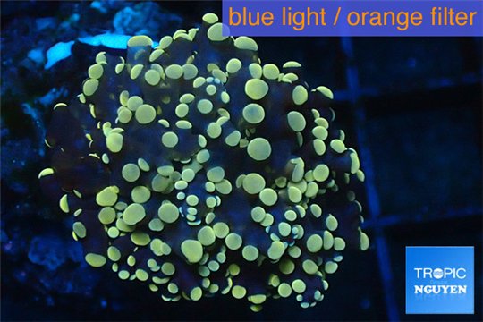 Euphyllia paradivisa orange 3-6 cm WYSIWYG acclimaté