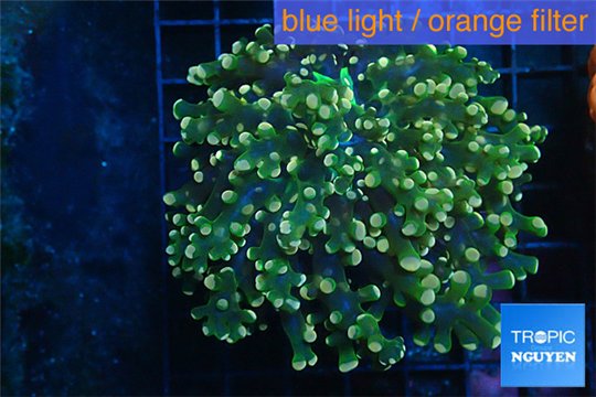 Euphyllia yaeyamaensis green 5-8 cm WYSIWYG acclimaté