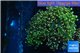 Euphyllia yaeyamaensis green 7-9 cm WYSIWYG acclimaté