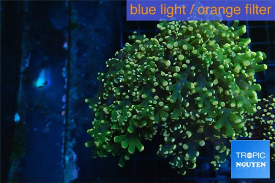 Euphyllia yaeyamaensis green 7-9 cm WYSIWYG acclimaté