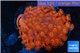 Goniopora red 4-8 cm WYSIWYG acclimaté