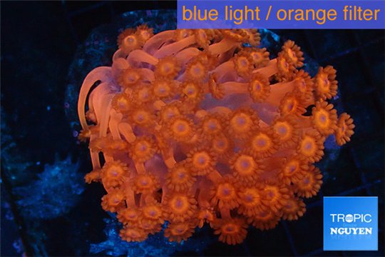 Goniopora red 4-8 cm WYSIWYG acclimaté