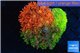 Goniopora garden mix color premium 4-8 cm WYSIWYG acclimaté