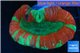 Trachyphyllia red green premium 4-6 cm WYSIWYG acclimaté