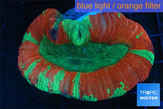 Trachyphyllia red green premium 4-6 cm WYSIWYG acclimaté