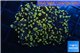 Euphyllia paradivisa orange 4-7 cm WYSIWYG acclimaté