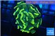 Euphyllia paraancora gold 3-5 cm WYSIWYG acclimaté