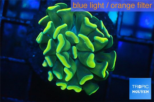 Euphyllia paraancora gold 3-5 cm WYSIWYG acclimaté
