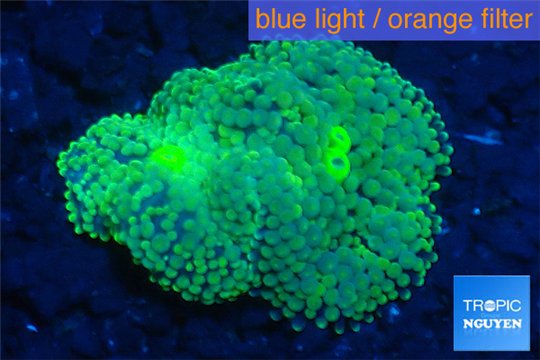 Ricordea floridae green gold 3-5 cm WYSIWYG acclimaté