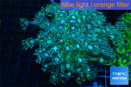 Goniopora green blue 7-10 cm WYSIWYG acclimaté