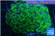 Acanthastrea green 7-10 cm WYSIWYG acclimaté