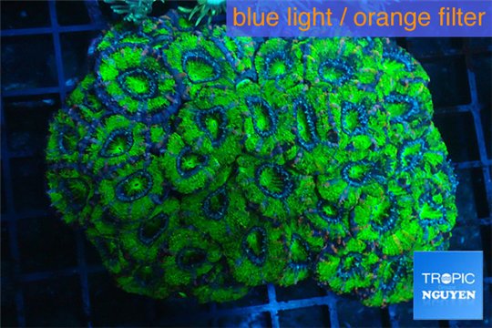 Acanthastrea green 7-10 cm WYSIWYG acclimaté