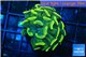 Euphyllia paraancora gold 3-5 cm WYSIWYG acclimaté