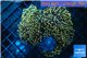 Euphyllia paradivisa orange 8-15 cm WYSIWYG acclimaté