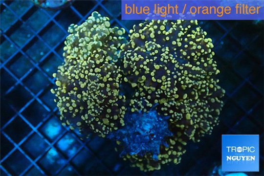 Euphyllia paradivisa orange 8-15 cm WYSIWYG acclimaté