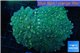 Euphyllia yaeyamaensis green 8-15 cm WYSIWYG acclimaté