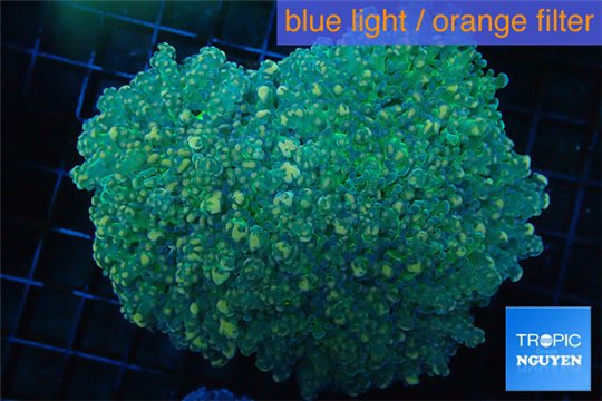 Euphyllia yaeyamaensis green 8-15 cm WYSIWYG acclimaté