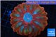 Cynarina red blue 4-8 cm WYSIWYG acclimaté