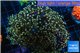 Euphyllia paradivisa orange 8-15 cm WYSIWYG acclimaté