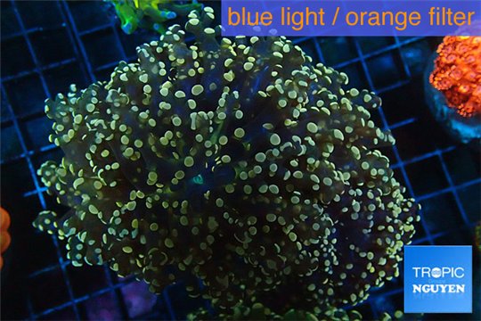 Euphyllia paradivisa orange 8-15 cm WYSIWYG acclimaté