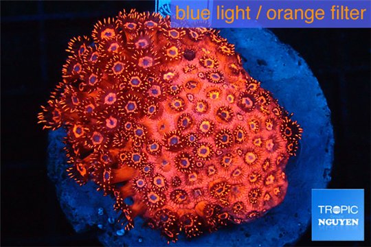 Goniopora red 4-8 cm WYSIWYG acclimaté