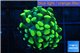Euphyllia paraancora gold 3-5 cm WYSIWYG acclimaté