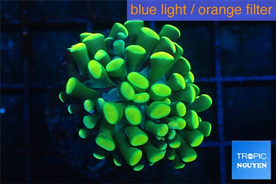 Euphyllia paraancora gold 3-5 cm WYSIWYG acclimaté