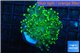 Euphyllia glabrescens green & yellow tip 3-5 cm WYSIWYG acclimaté
