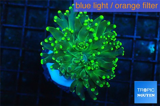 Euphyllia glabrescens green & yellow tip 3-5 cm WYSIWYG acclimaté