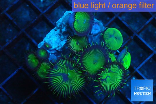 Palythoa neon green 3-5 cm WYSIWYG acclimaté