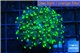Euphyllia paradivisa green & yellow tip 3-5 cm WYSIWYG acclimaté