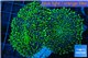 Ricordea green long hair 7-10 cm WYSIWYG acclimaté
