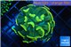 Euphyllia paraancora gold 3-5 cm WYSIWYG acclimaté