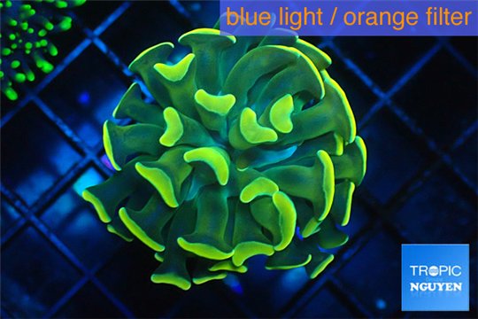 Euphyllia paraancora gold 3-5 cm WYSIWYG acclimaté