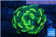 Euphyllia paraancora gold 3-5 cm WYSIWYG acclimaté
