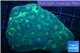 Favia green & orange eyes 4-7 cm WYSIWYG acclimaté