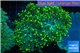 Euphyllia yaeyamaensis green 8-15 cm WYSIWYG acclimaté